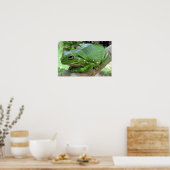 Poster Grenouille blanche - Litoria caerulea (Cuisine)