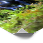 Poster Grenouille bleue (Coin)