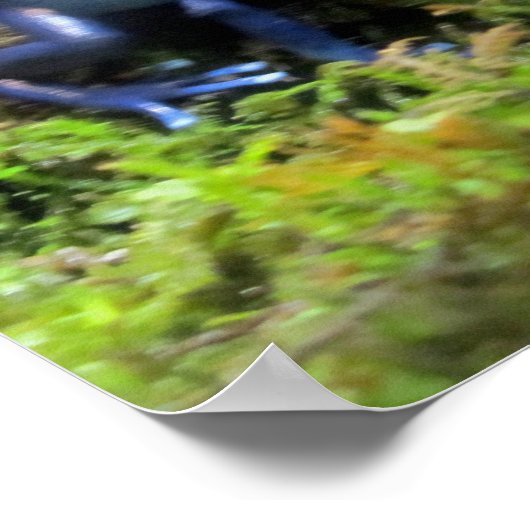 Poster Grenouille bleue (Coin)