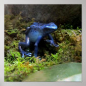 Poster Grenouille bleue (Devant)