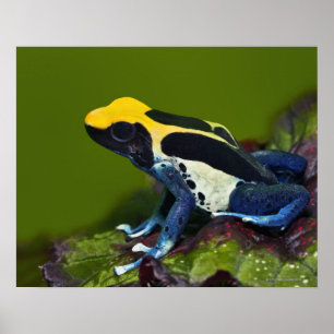 Poster Grenouille brésilienne de dard de cobalt,