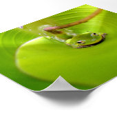 Poster Grenouille cachée dans une feuille de bananier (Coin)