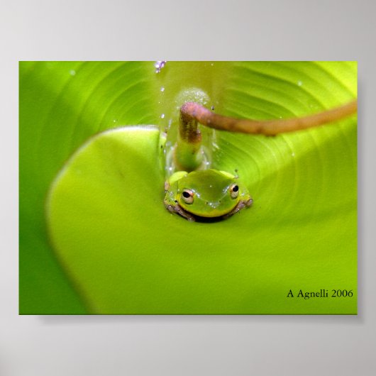 Poster Grenouille cachée dans une feuille de bananier (Devant)
