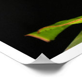 Poster Grenouille commune sur la feuille (Coin)