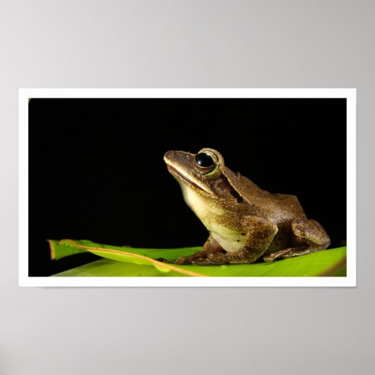 Poster Grenouille commune sur la feuille (Devant)