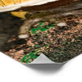 Poster Grenouille corne brésilienne, Ceratophrys cornuta, (Coin)