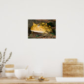 Poster Grenouille corne brésilienne, Ceratophrys cornuta, (Cuisine)