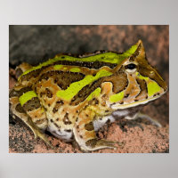 Grenouille corne brésilienne, Ceratophrys cornuta,