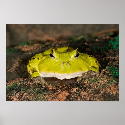 Poster Grenouille corne brésilienne, Ceratophrys cornuta, (Devant)