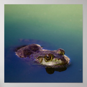 Poster Grenouille dans l'eau Yeux de grenouille verte