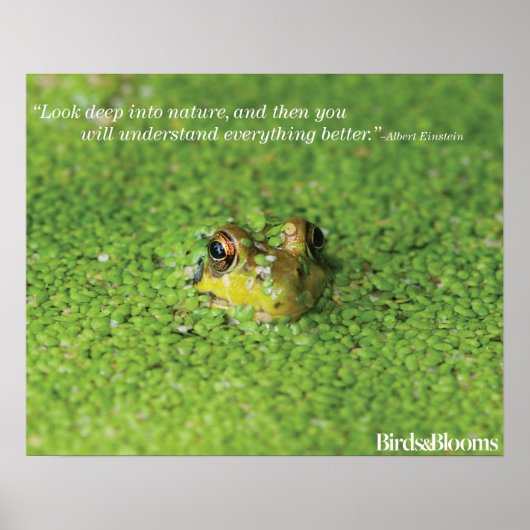Poster Grenouille dans les algues vertes (Devant)