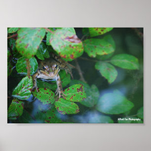 Poster Grenouille dans un étang feuillu