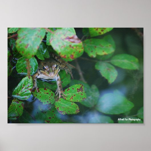 Poster Grenouille dans un étang feuillu (Devant)