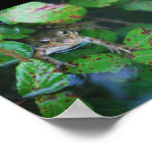 Poster Grenouille dans un étang feuillu (Coin)