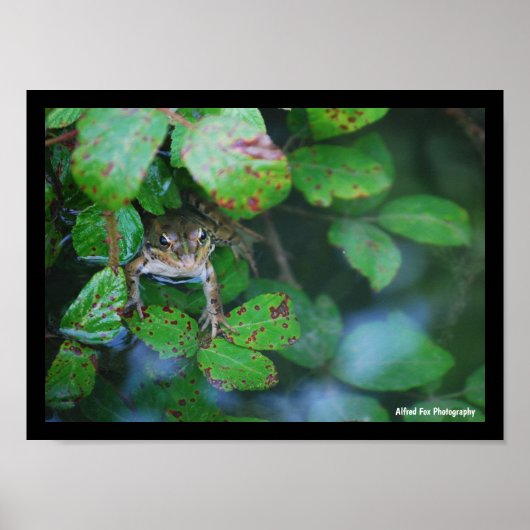Poster Grenouille dans un étang feuillu (Devant)