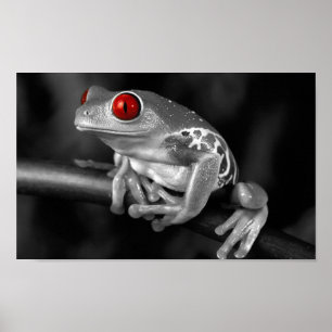 Poster Grenouille d'arbre observée par rouge