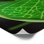 Poster Grenouille D'Arbre Sur Une Feuille (Coin)