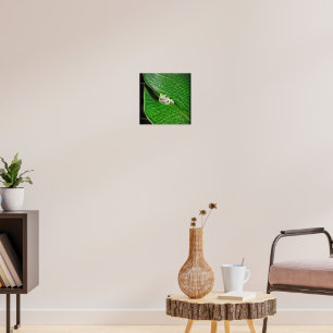 Poster Grenouille D'Arbre Sur Une Feuille