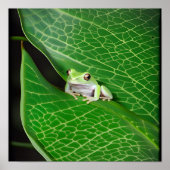 Poster Grenouille D'Arbre Sur Une Feuille (Devant)