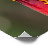 Poster Grenouille de singe à pattes de tigre Vert Orange (Coin)