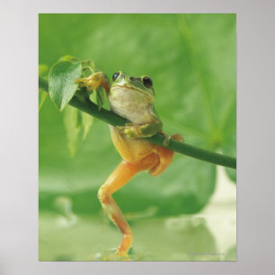 Poster Grenouille des arbres
