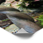Poster Grenouille des arbres (Coin)