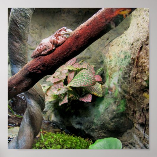 Poster Grenouille des arbres (Devant)