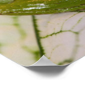 Poster Grenouille des arbres du Pacifique sur les fleurs (Coin)