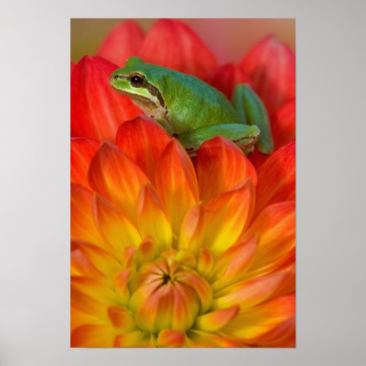Poster Grenouille des arbres du Pacifique sur les fleurs  (Devant)