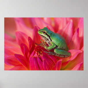 Poster Grenouille du Pacifique sur des fleurs dans notre