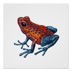 Poster Grenouille empoisonnée fraise