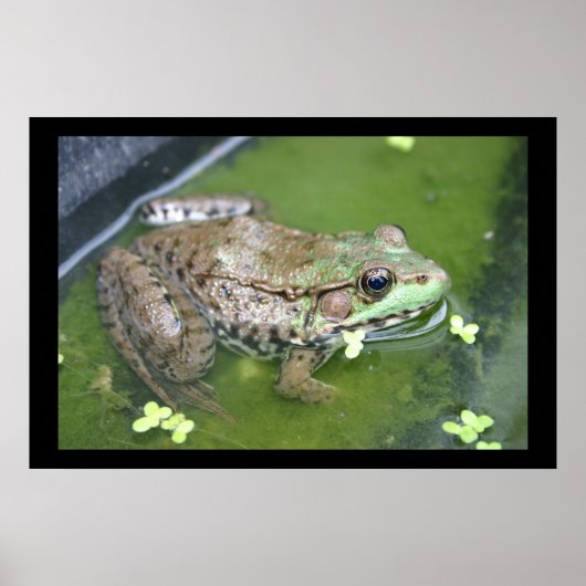 Poster Grenouille en étang (Devant)