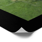 Poster Grenouille en étang (Coin)