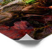 Poster Grenouille et couleurs (Coin)