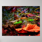 Poster Grenouille et couleurs (Devant)