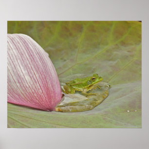Poster Grenouille et pétale de fleur de lotus, Chine,