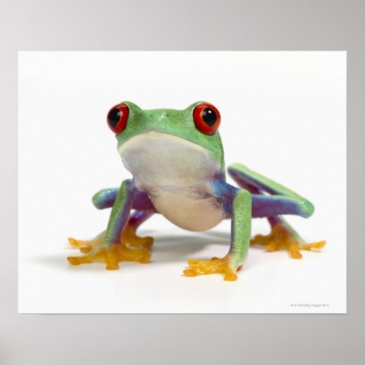 Poster Grenouille femelle 2 (Devant)