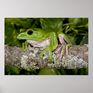 Poster Grenouille géante glissante, Polypedates dennysi s