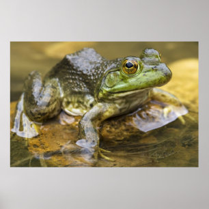Poster Grenouille le long de la rivière Buffalo, point mi