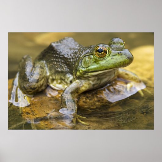 Poster Grenouille le long de la rivière Buffalo, point mi (Devant)