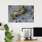 Poster Grenouille léopard du nord, Île transparente, (Bureau à domicile)