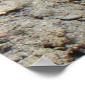 Poster Grenouille léopard R3 (Coin)