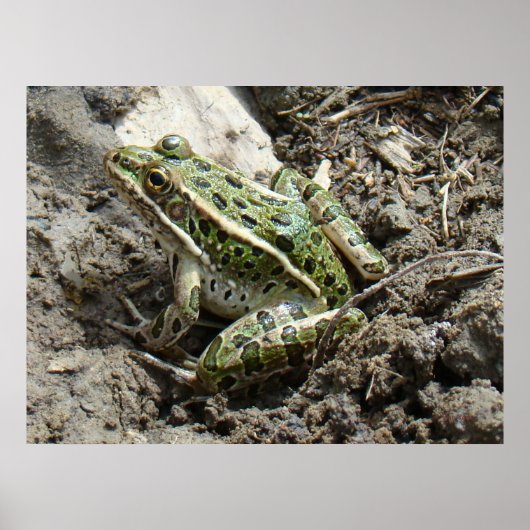 Poster Grenouille léopard R3 (Devant)