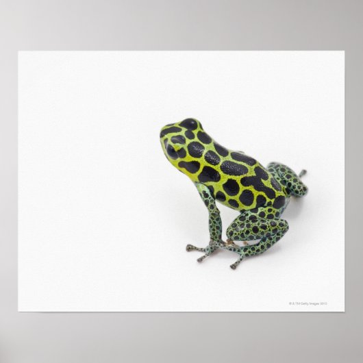 Poster Grenouille noire Poison vert tacheté (Devant)