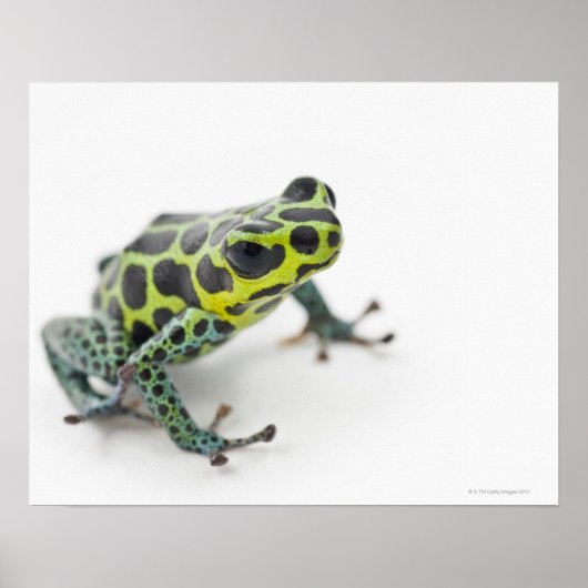 Poster Grenouille noire poison verte tachetée (Ranitomeya (Devant)