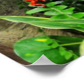 Poster Grenouille rouge (Coin)