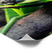 Poster Grenouille sur la feuille (Coin)