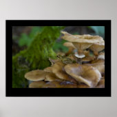 Poster Grenouille sur Toadstool (Devant)