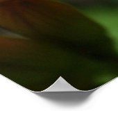 Poster Grenouille sur une fleur (Coin)