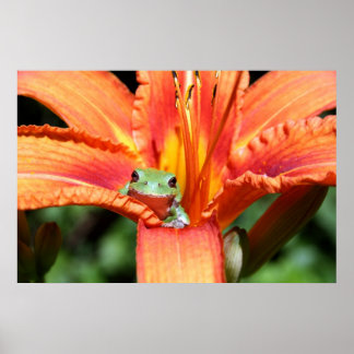 Poster Grenouille sur une fleur
